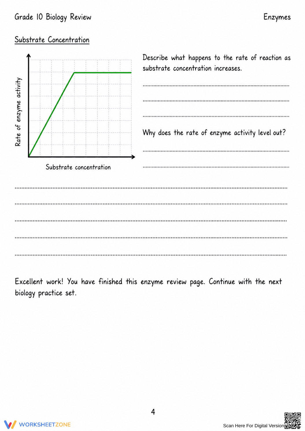 Printable Enzyme Activity Worksheet | Grade 10 Biology - Page 4