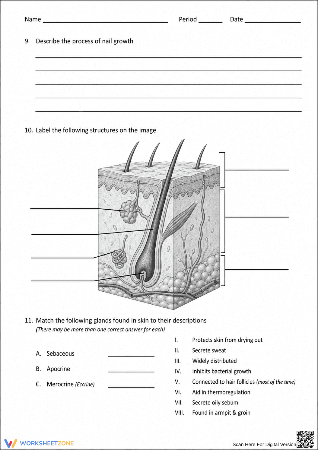 Essential Integumentary System Review | HS Biology Ready - Page 3