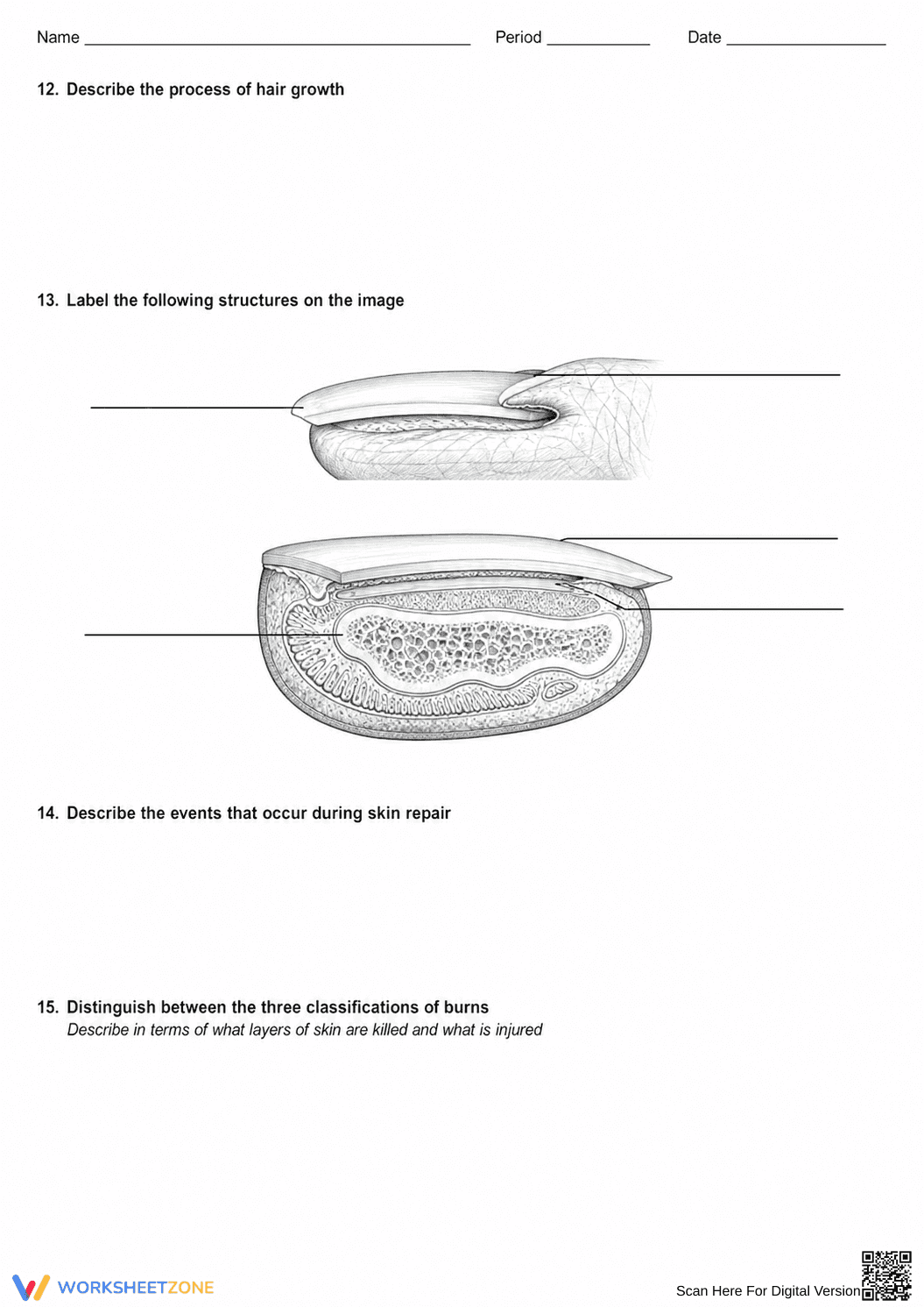 Essential Integumentary System Review | HS Biology Ready - Page 4