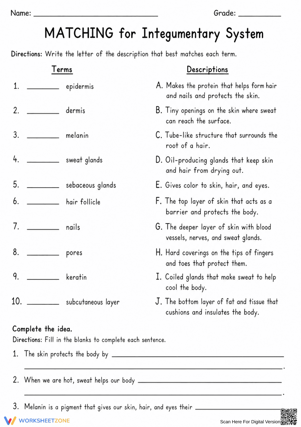 Integumentary System Printable Worksheet | Grade 6 Science - Page 2