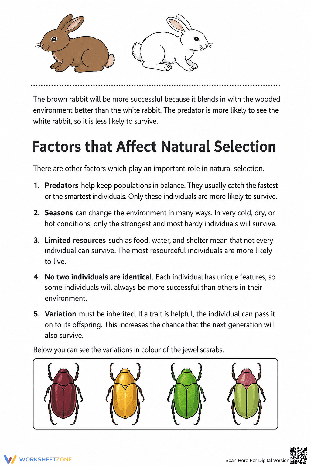 Grade 7 Natural Selection — Printable No-Prep Worksheet - Page 7