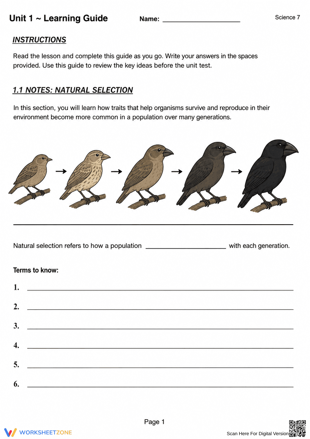 Grade 7 Natural Selection — Printable No-Prep Worksheet - Page 8