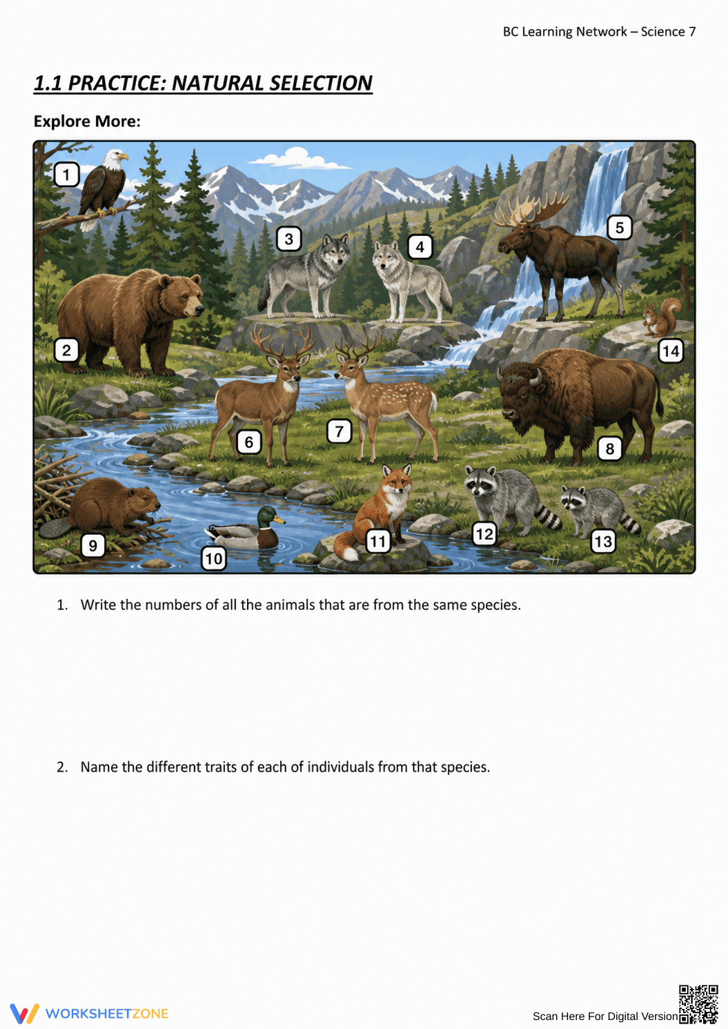 Grade 7 Natural Selection — Printable No-Prep Worksheet - Page 11