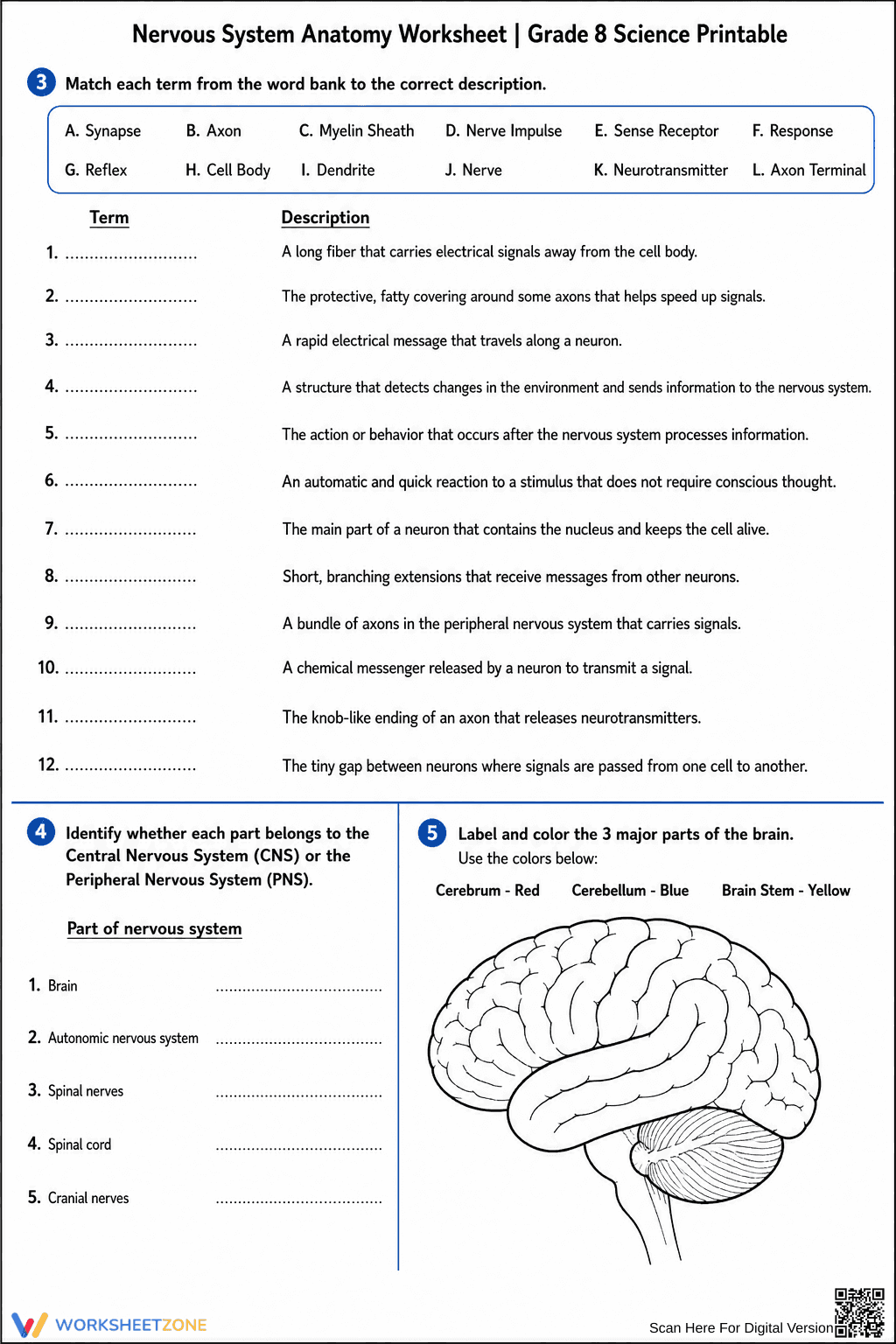 Nervous System Anatomy Worksheet | Grade 8 Printable - Page 2