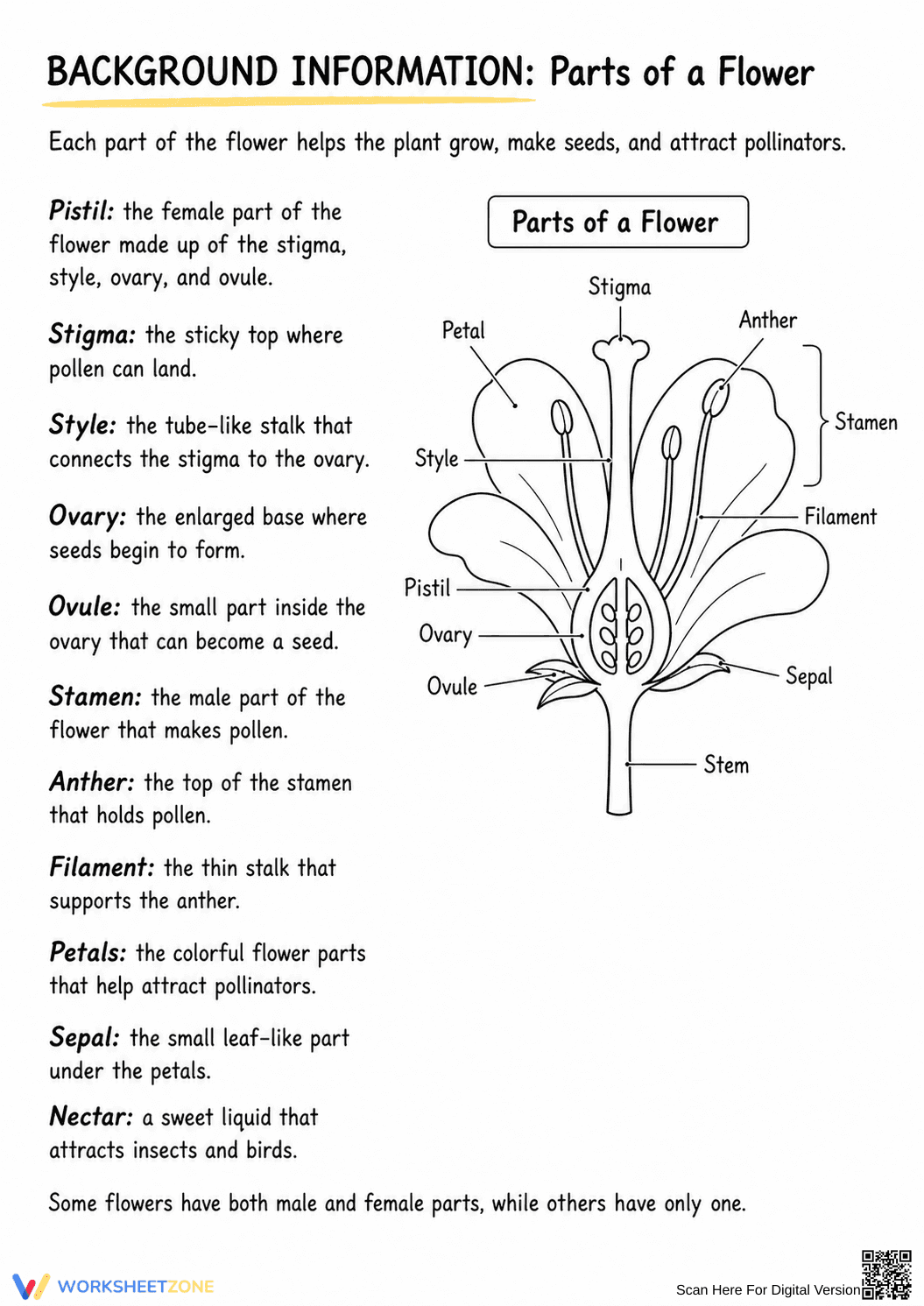 2-LS2-2 Worksheet: Essential Parts of a Flower — Grade 2 - Page 2