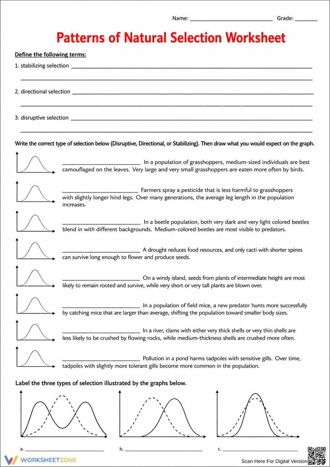 Essential Natural Selection Worksheet | Grade 9-12 - Page 3