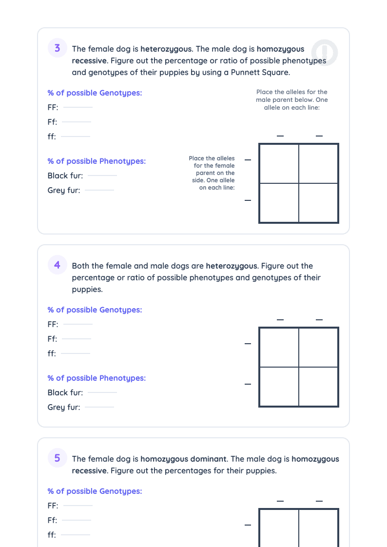 Punnett Square Practice Worksheet for Genetics - Page 2