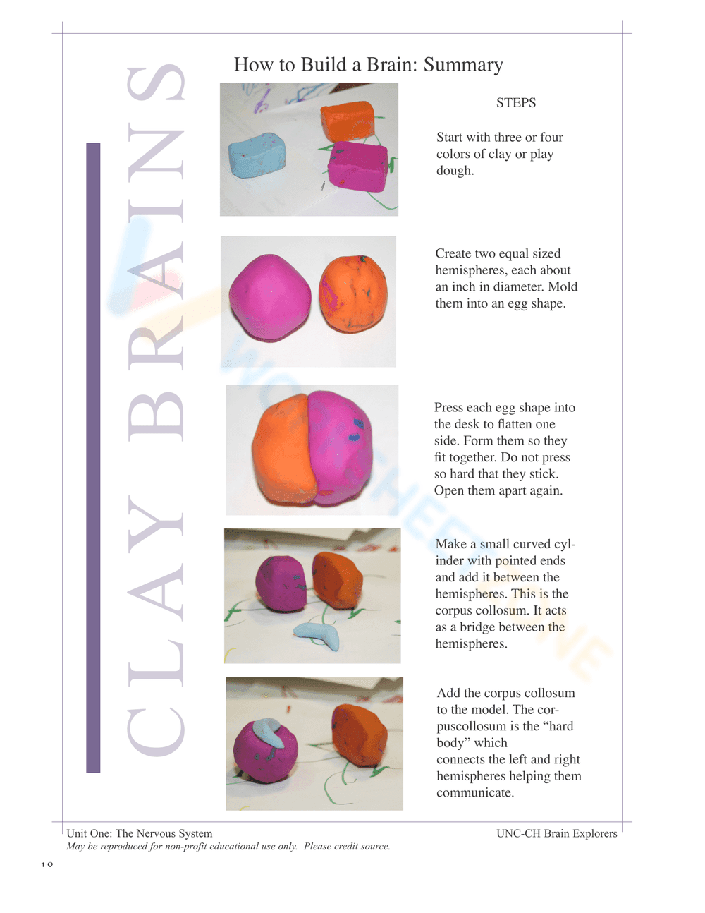 Nervous System Unit Booklet | Grade 4 Science Printable - Page 16