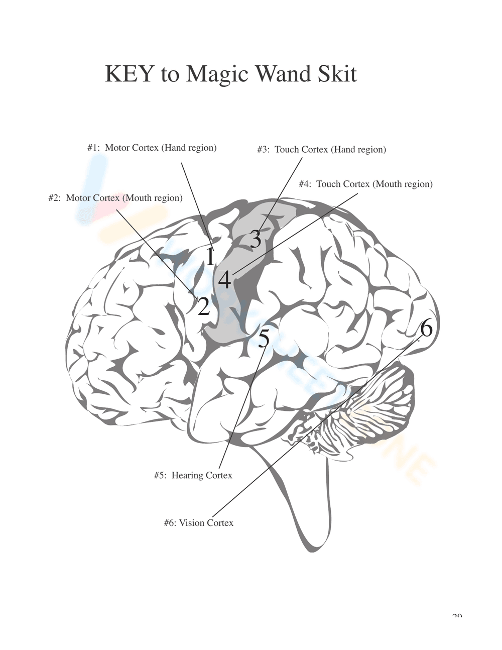 Nervous System Unit Booklet | Grade 4 Science Printable - Page 27