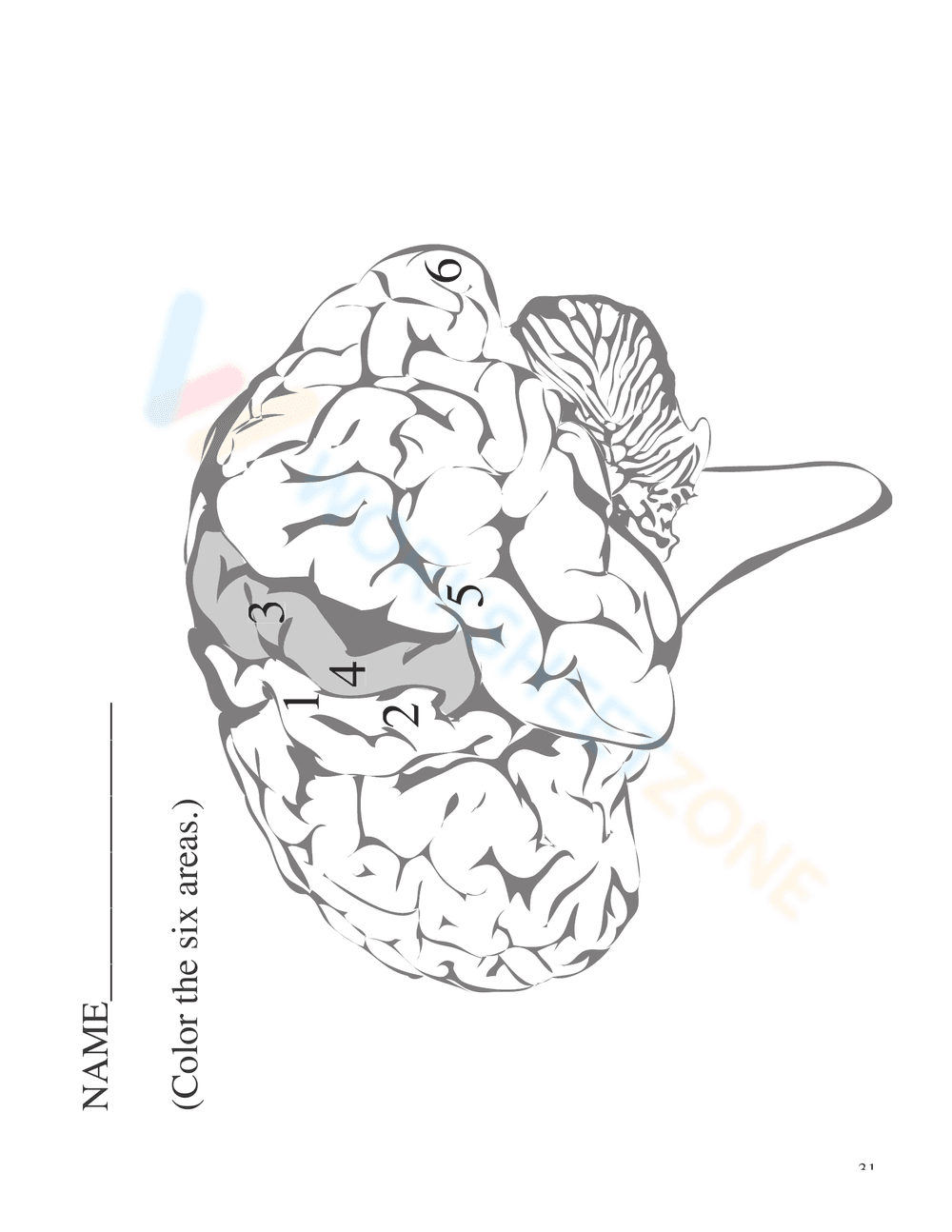 Nervous System Unit Booklet | Grade 4 Science Printable - Page 29