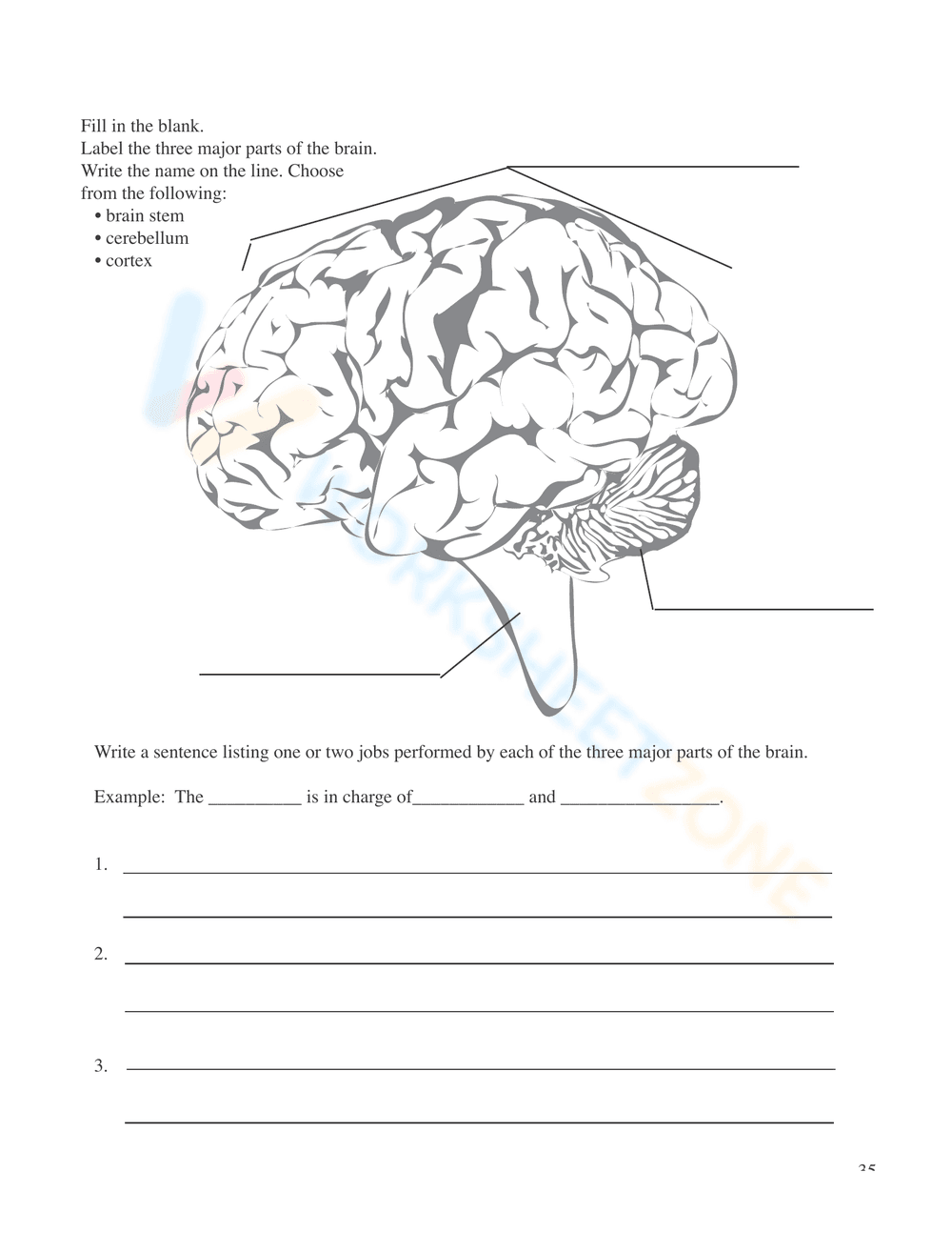 Nervous System Unit Booklet | Grade 4 Science Printable - Page 33