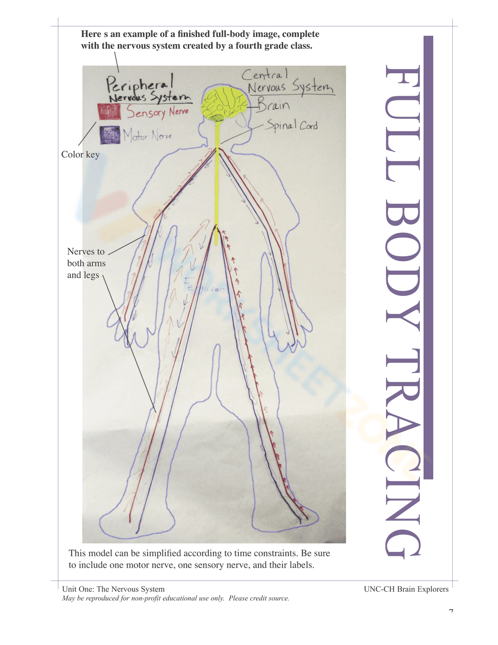 Nervous System Unit Booklet | Grade 4 Science Printable - Page 5