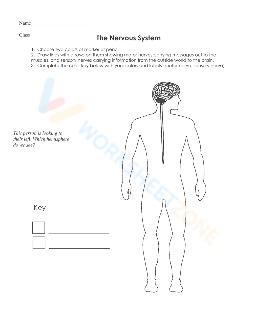 Nervous System Unit Booklet | Grade 4 Science Printable - Page 7