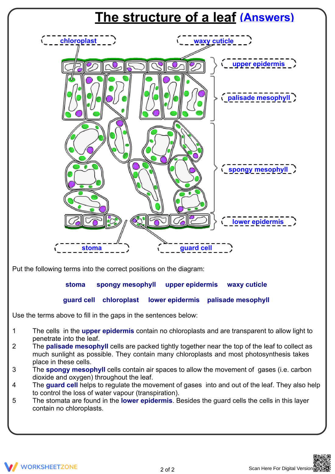 Grade 7 Leaf Structure — Printable No-Prep Worksheet - Page 2
