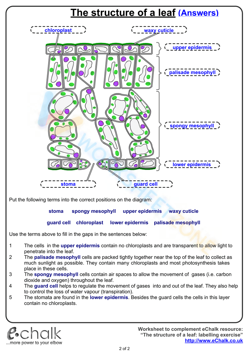 The structure of a leaf - Page 2