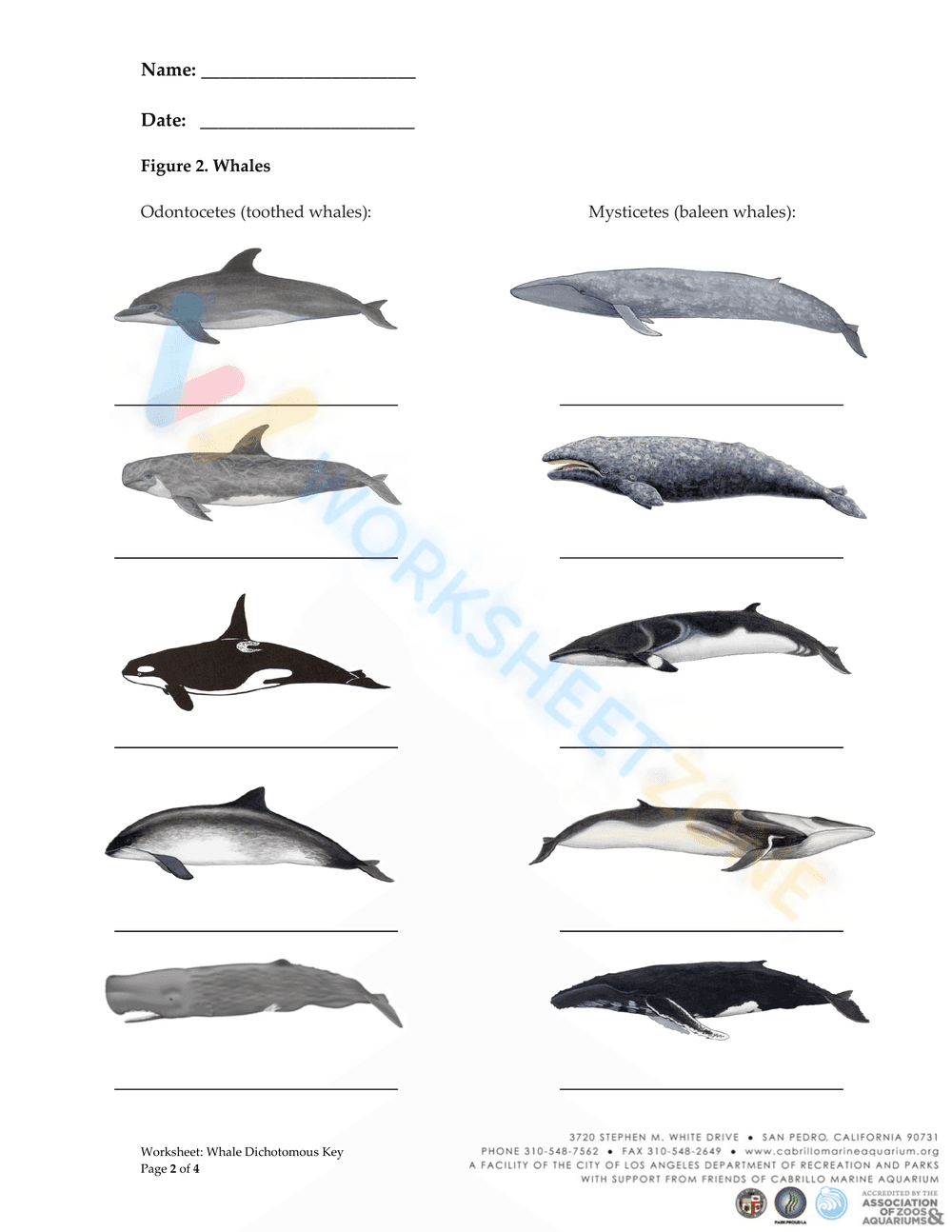 Whale Dichotomous Key - Page 2