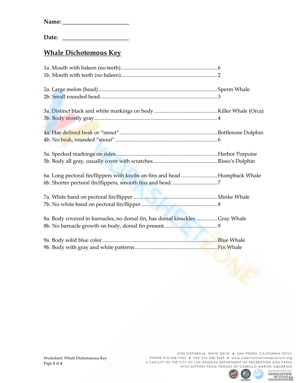 Whale Dichotomous Key - Page 3