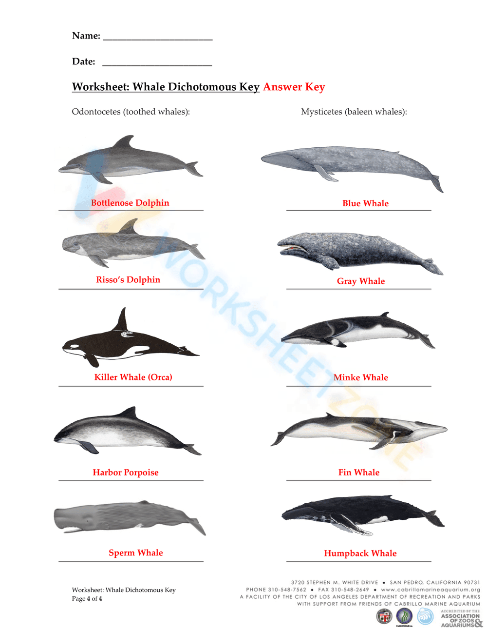 Whale Dichotomous Key - Page 4