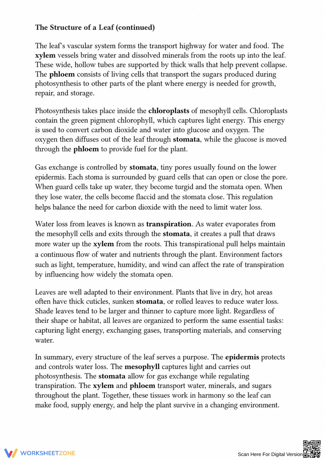 Grade 10 Leaf Anatomy — Printable Reading Passage - Page 2