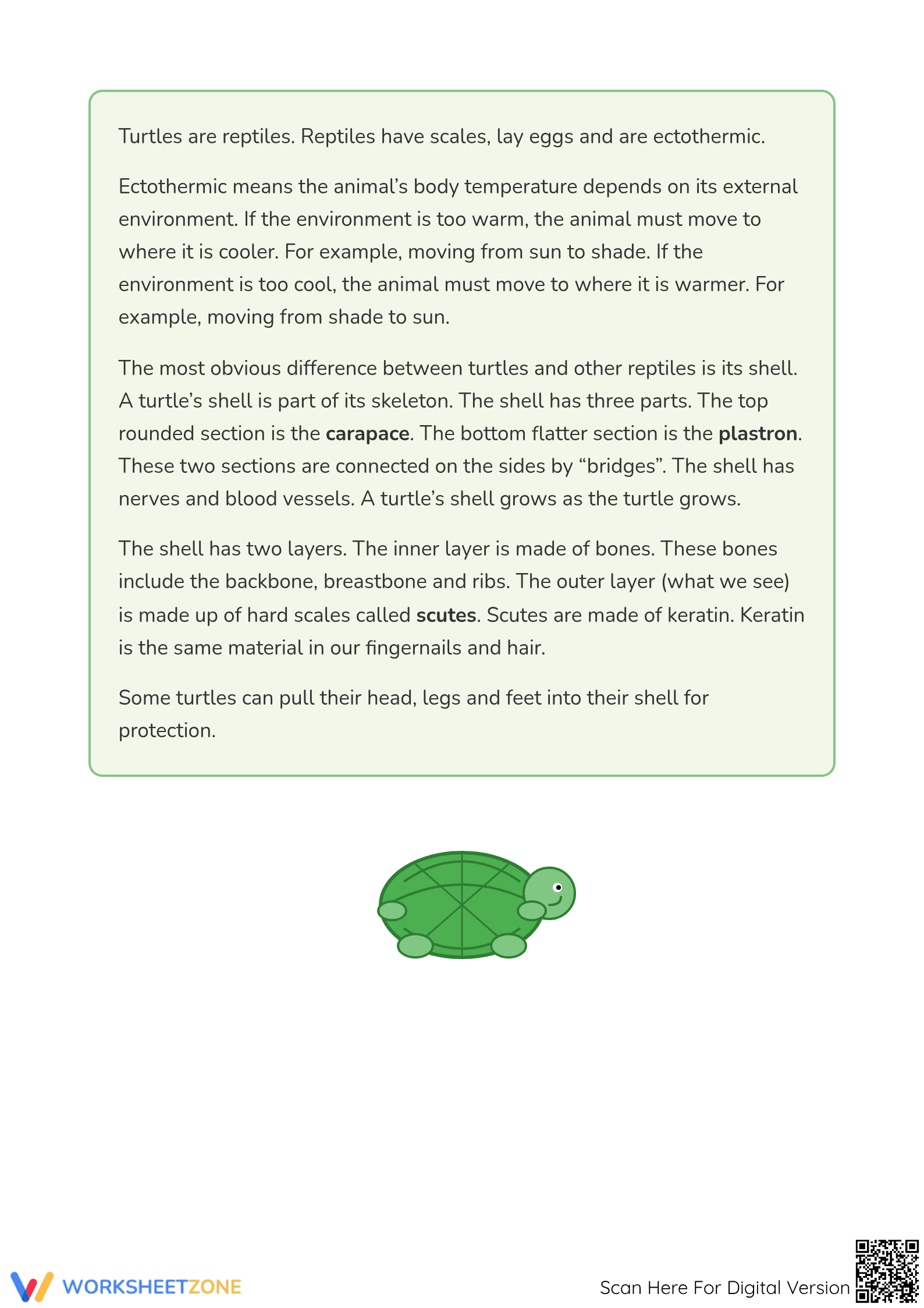 Turtles Reading Comprehension Worksheet | Grade 4 Essential - Page 2