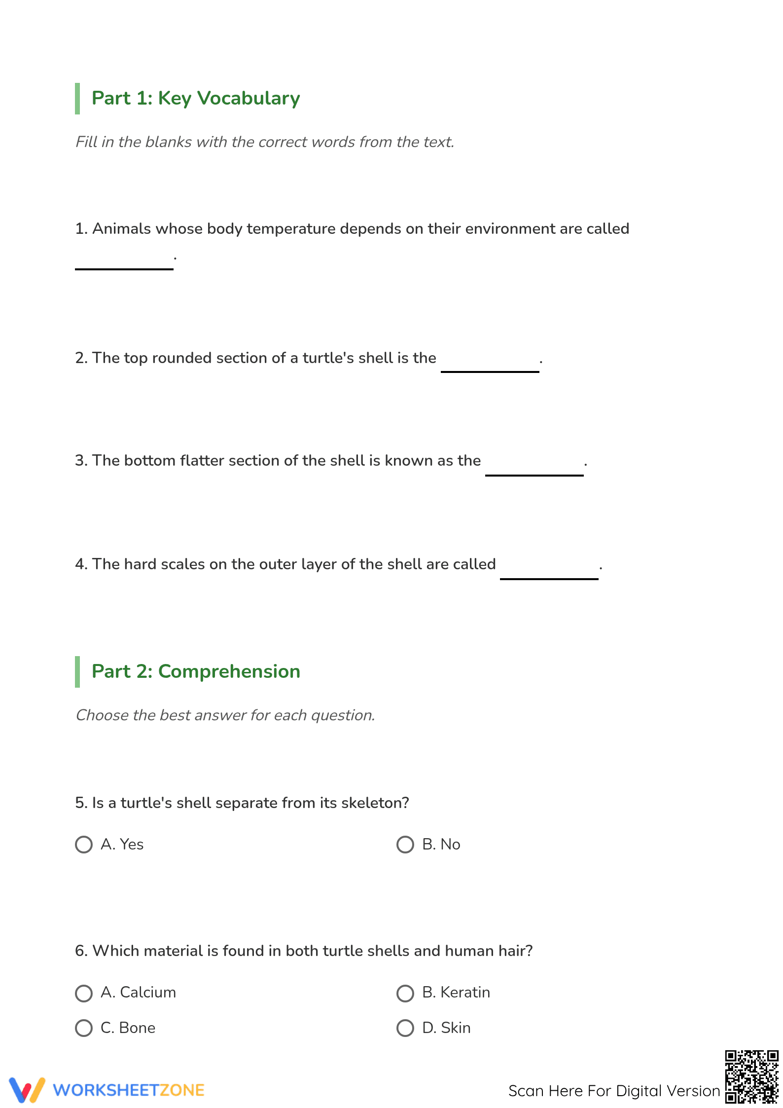 Turtles Reading Comprehension Worksheet | Grade 4 Essential - Page 3