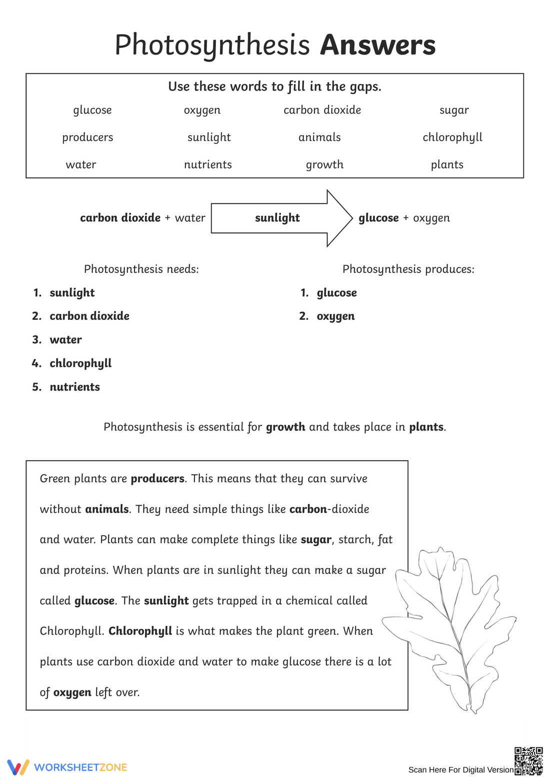 Understanding Photosynthesis - Page 2