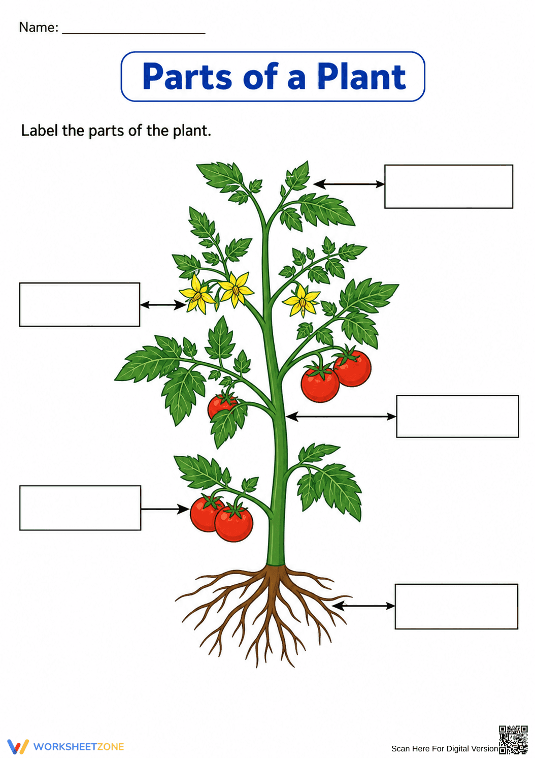Parts of a Plant Worksheet | Essential Grade 7 Science - Page 2