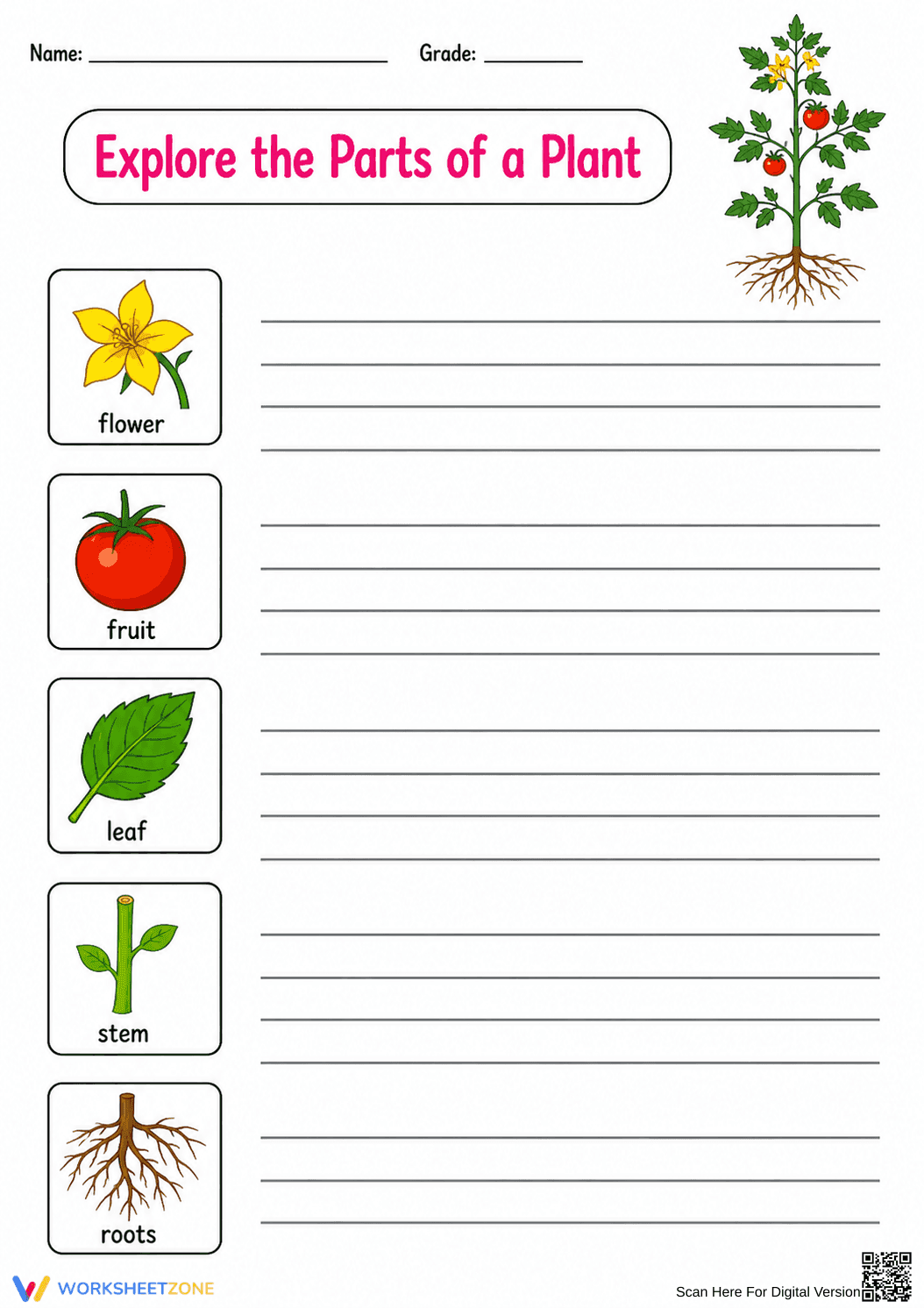 Grade 1 Plant Parts — Printable No-Prep Worksheet - Page 2