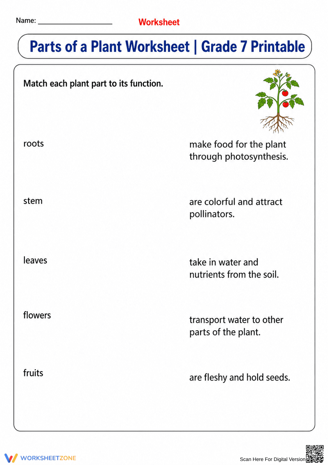 Parts of a Plant Worksheet | Grade 7 Essential - Page 2