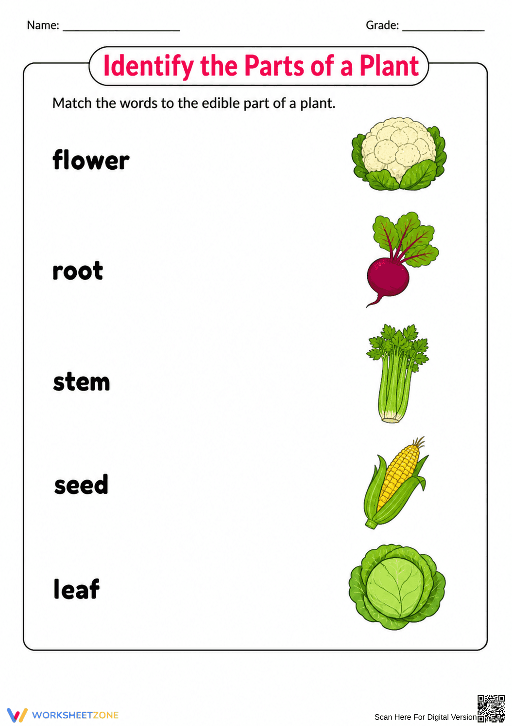 Edible Parts of a Plant Printable Worksheet | Grade 1 - Page 2
