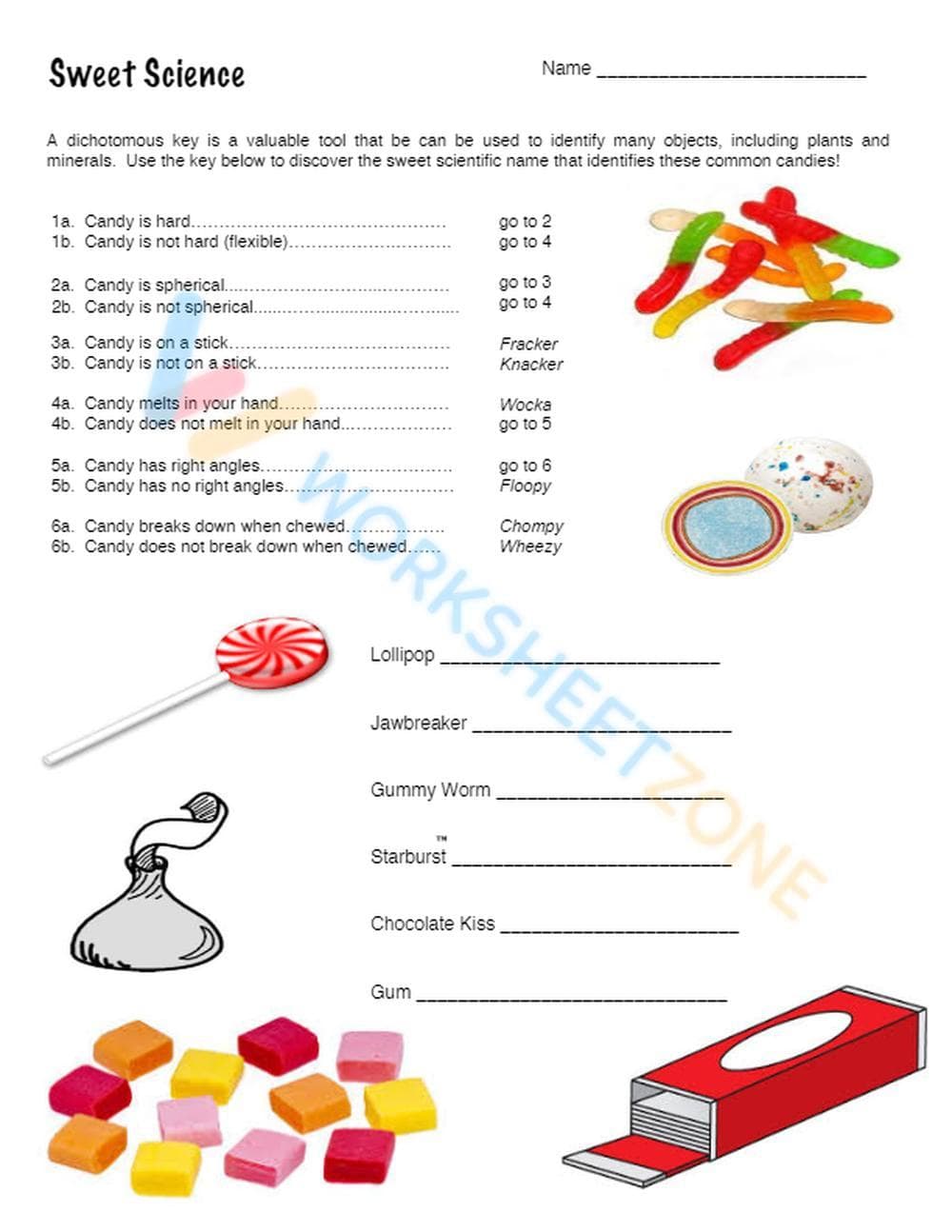 Printable Dichotomous Key Worksheet | Grade 7 Science - Page 3