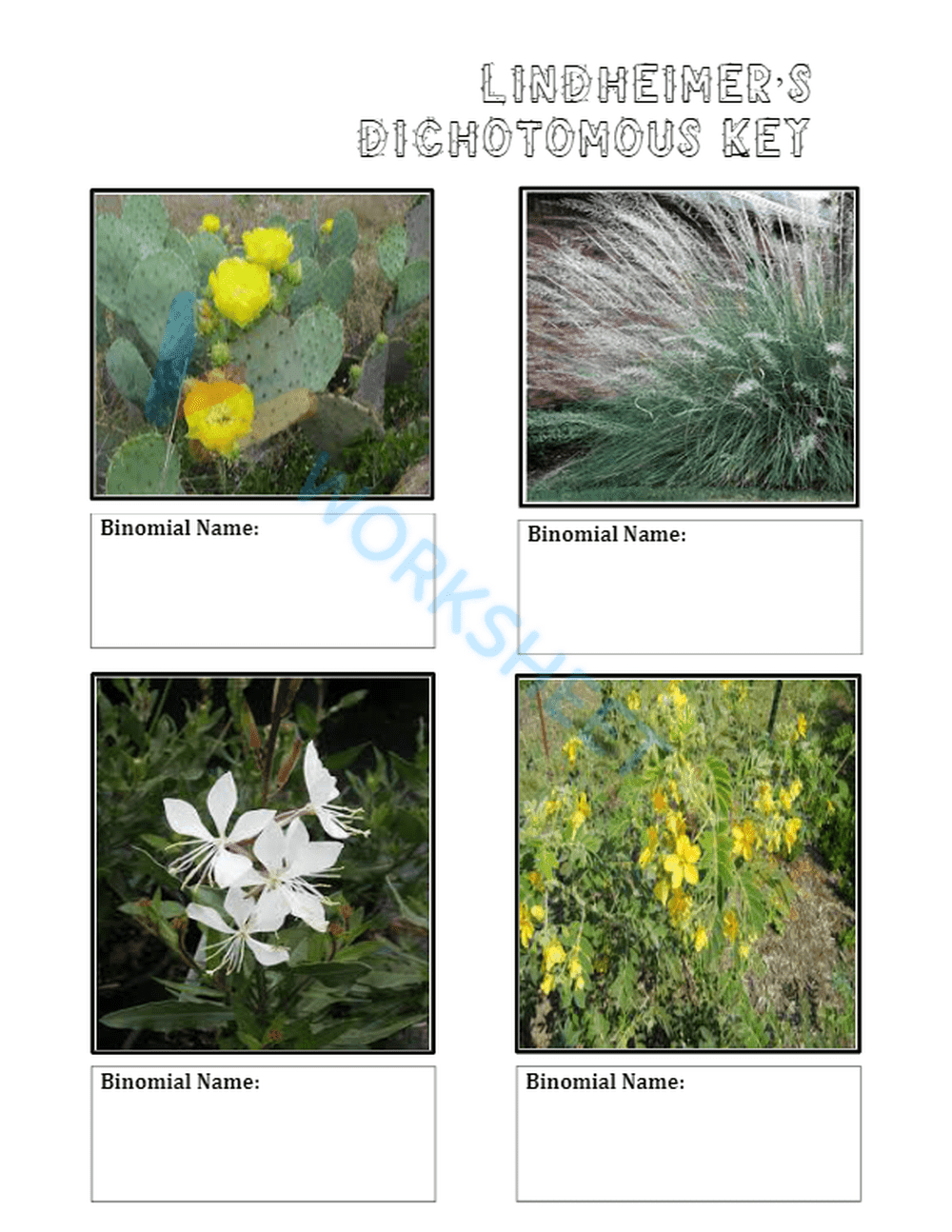 Printable Dichotomous Key Worksheet | Grade 7 Science - Page 5