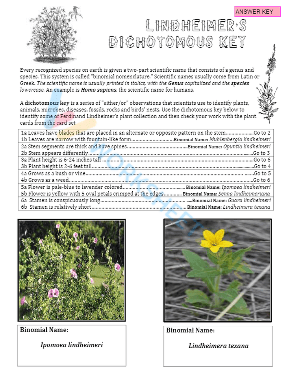 Printable Dichotomous Key Worksheet | Grade 7 Science - Page 8