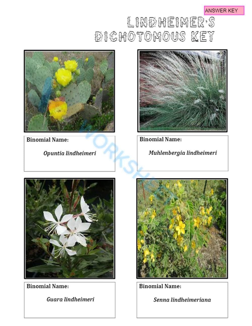 Printable Dichotomous Key Worksheet | Grade 7 Science - Page 9