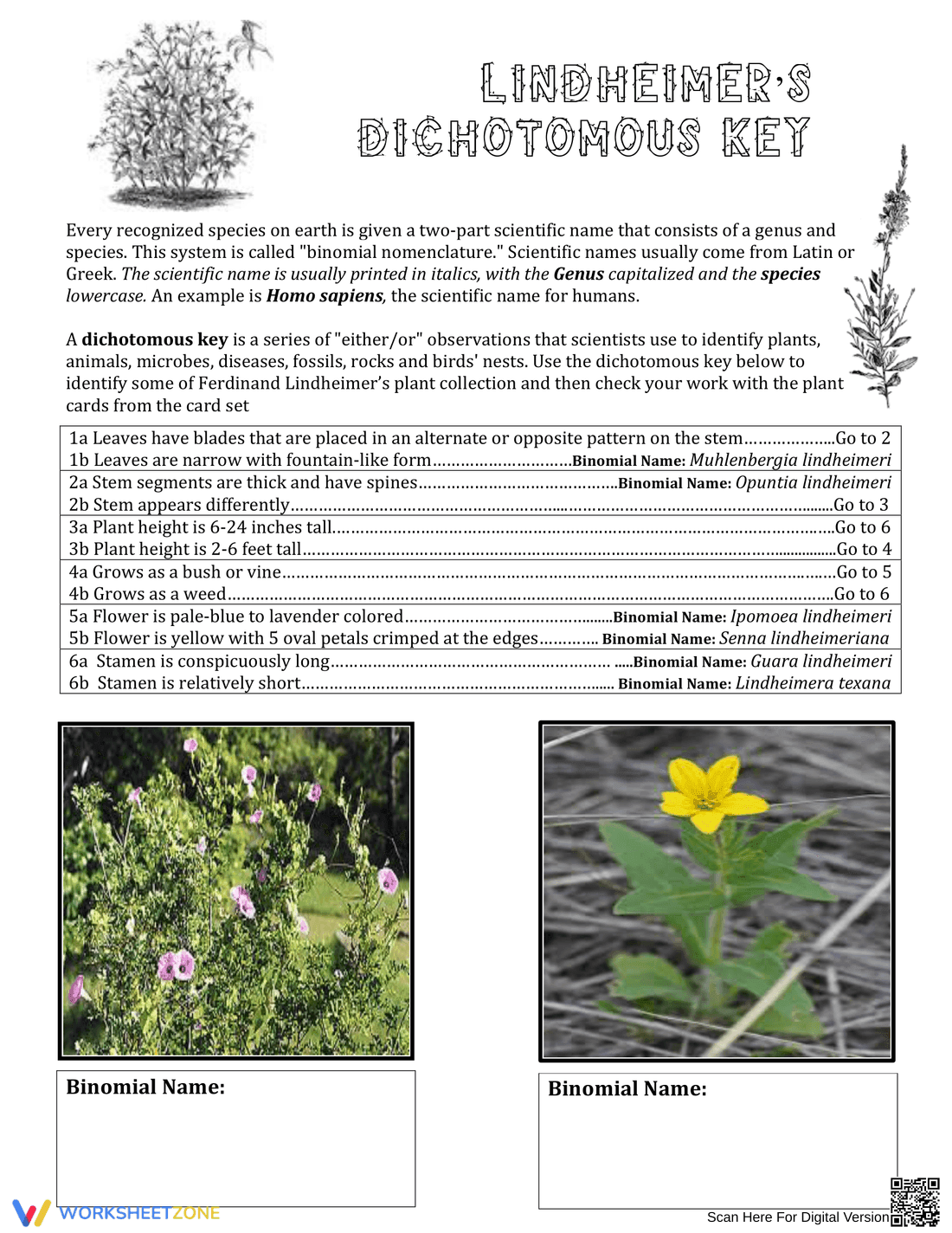 Printable Dichotomous Key Worksheet | Grade 7 Science - Page 4
