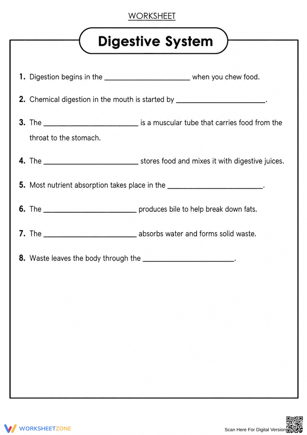 Digestive System Worksheet | Grade 7-12 Printable - Page 3