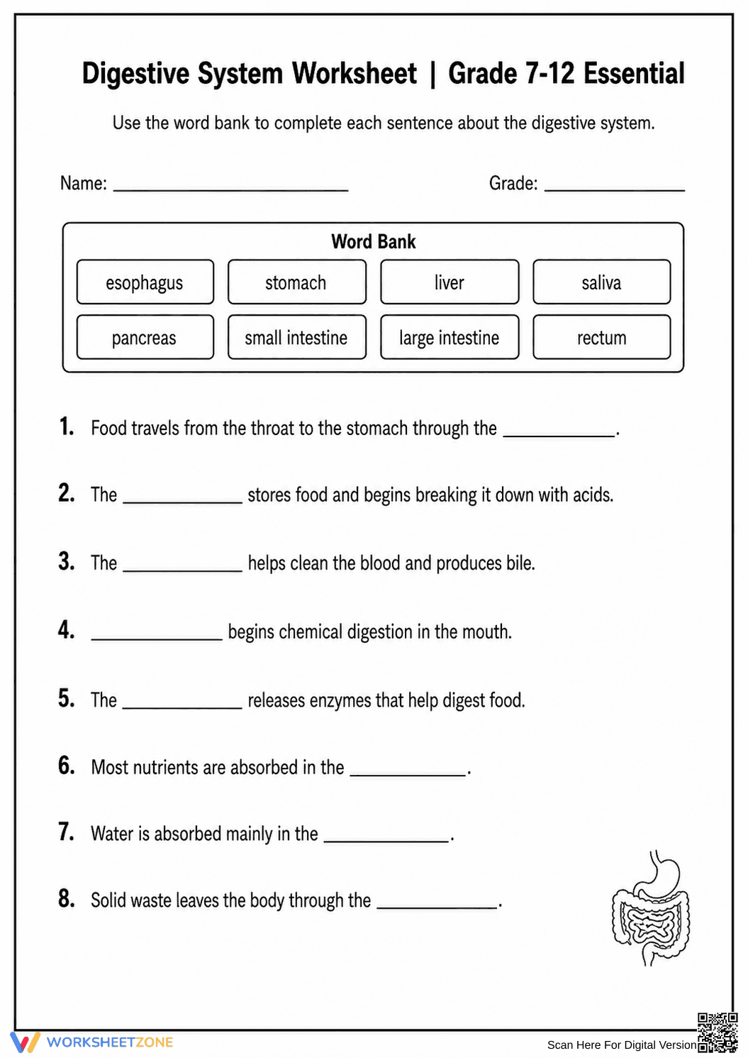 Digestive System Worksheet | Grade 7-12 Printable - Page 4
