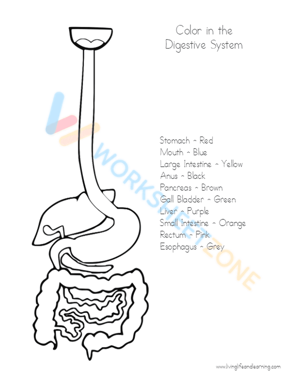 Digestive System Labeling Worksheet | Grade 7-12 Essential - Page 2