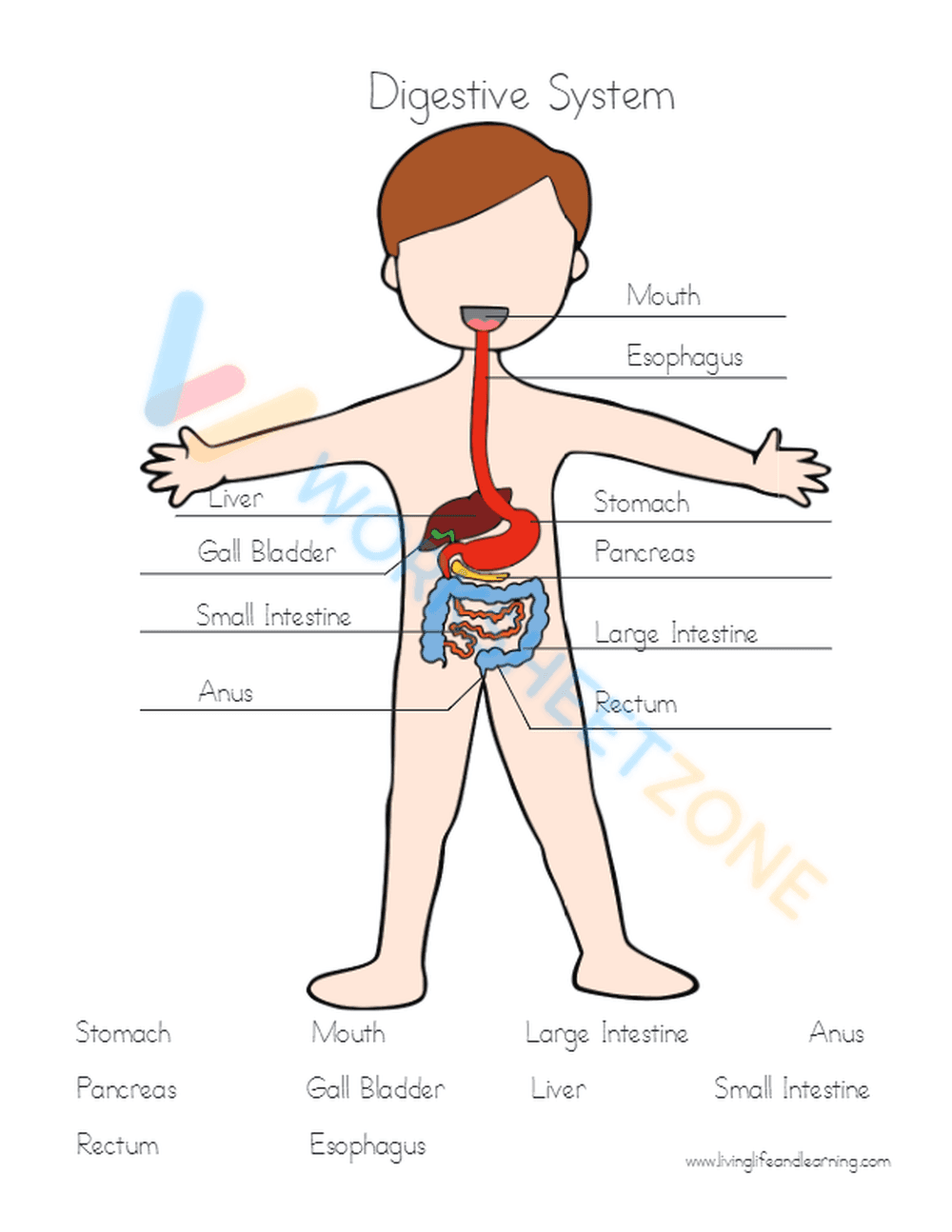 Digestive System Labeling Worksheet | Grade 7-12 Essential - Page 4