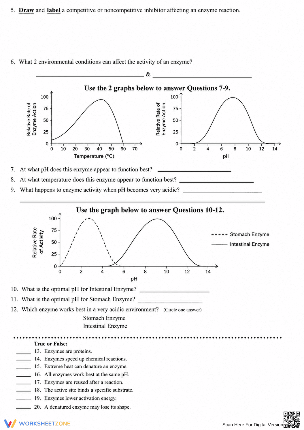 Introduction to Enzymes Worksheet | Essential Biology - Page 2