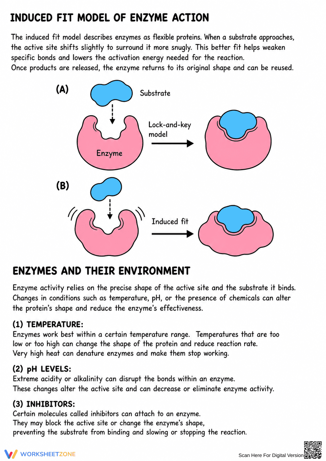 Enzyme Structure and Function Worksheet | Grade 9-12 Ready - Page 2