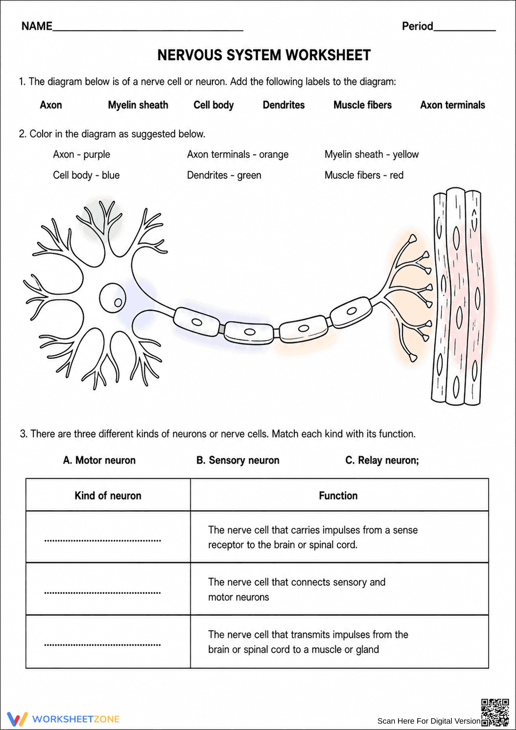 Essential Grade 8 Nervous System — Printable Worksheet - Page 2