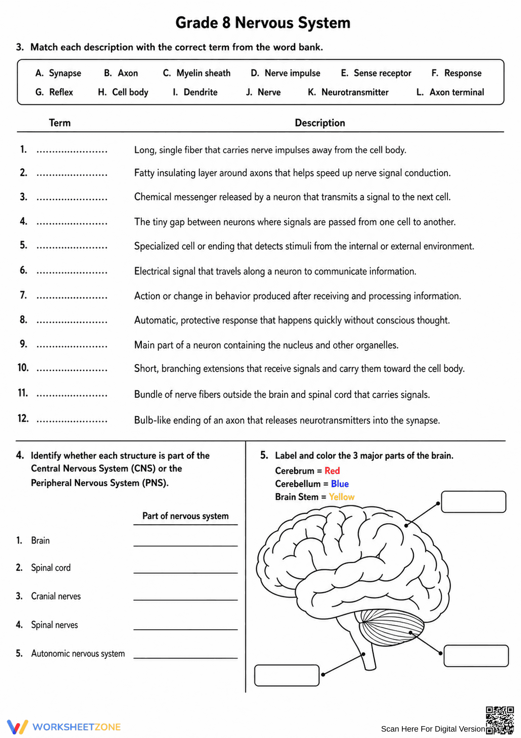 Essential Grade 8 Nervous System — Printable Worksheet - Page 3