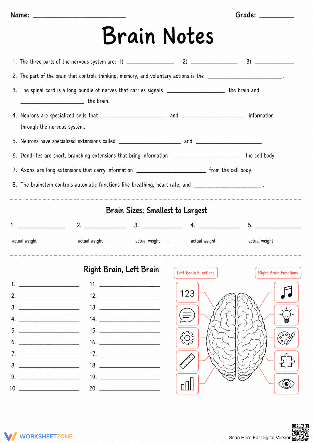 Grade 7-12 Nervous System — Printable No-Prep Worksheet - Page 2
