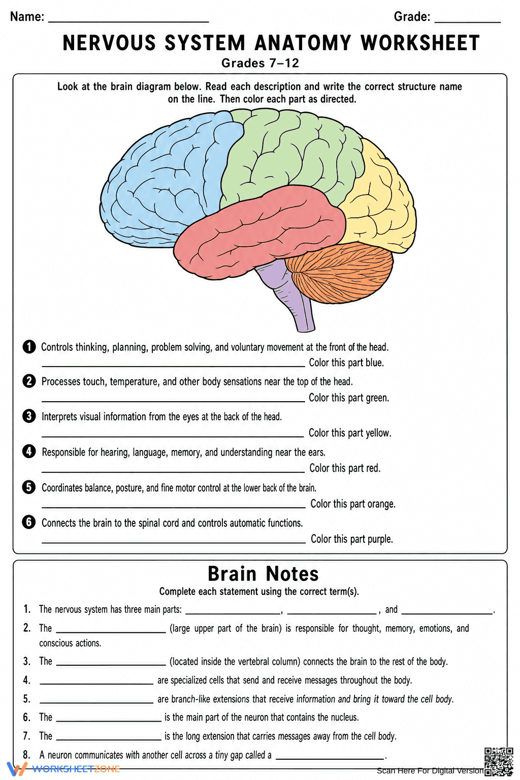 Grade 7-12 Nervous System — Printable No-Prep Worksheet - Page 3