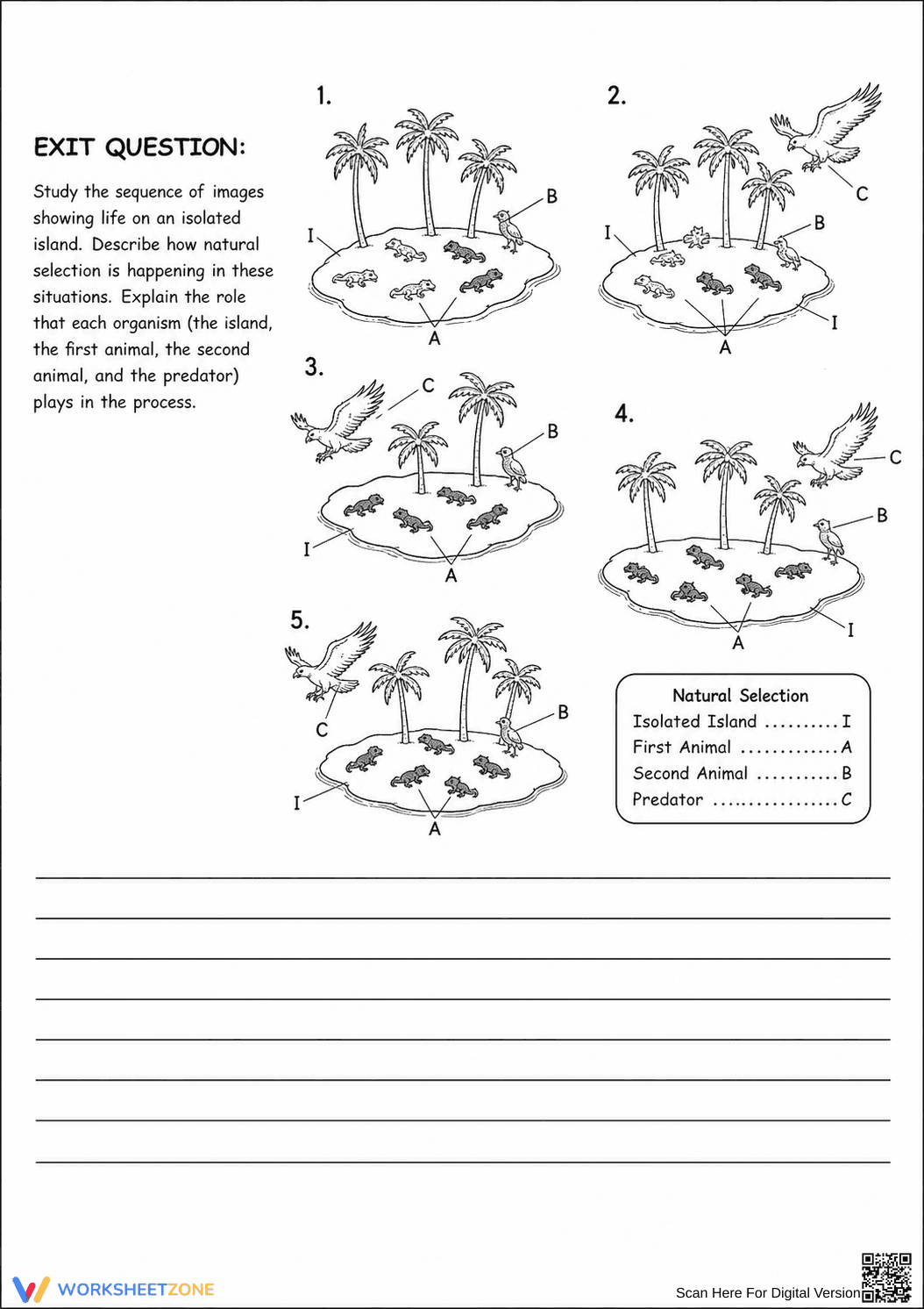 Natural Selection & Evolution Worksheet | Essential Biology - Page 3