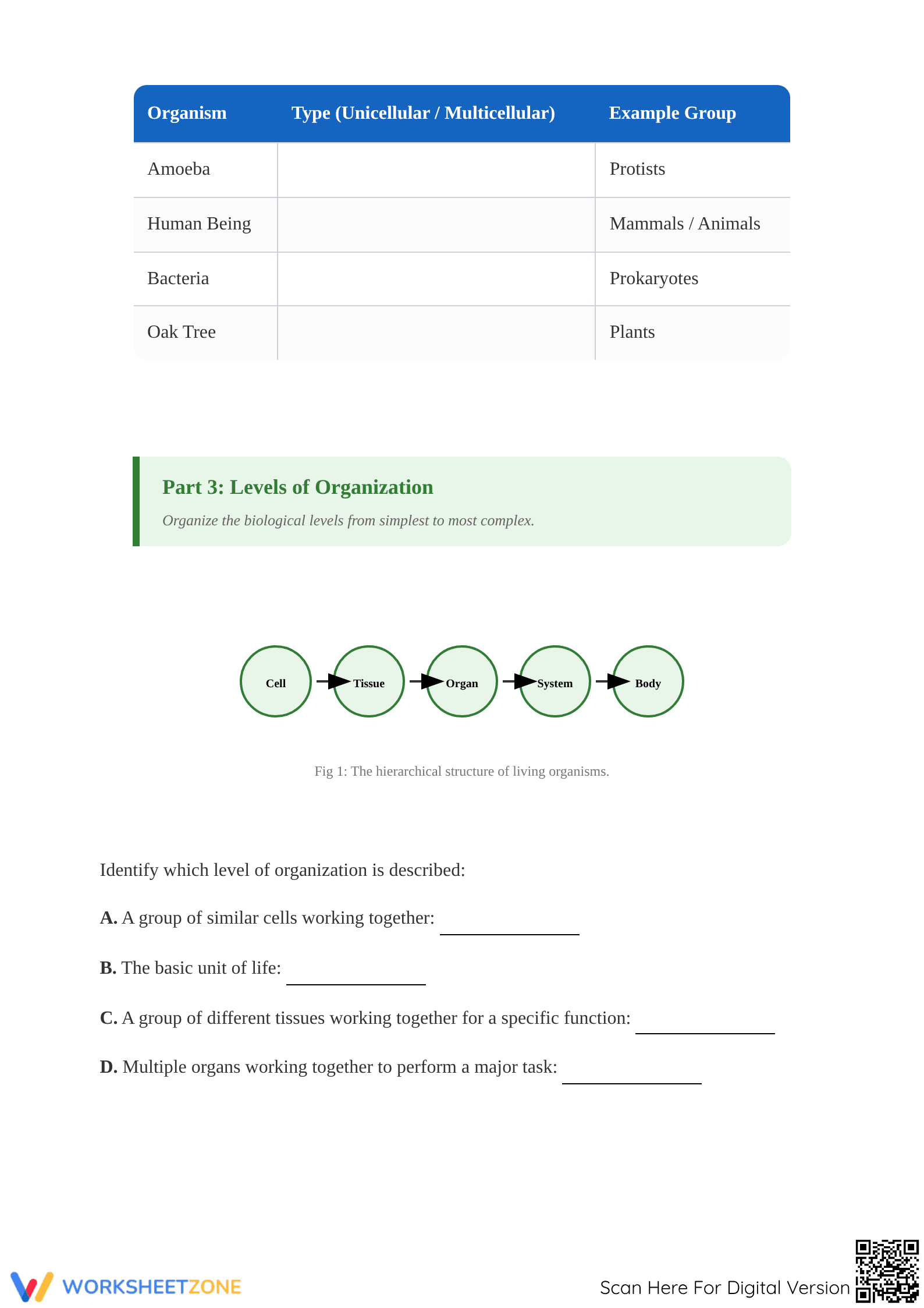 Essential Cells & Cell Theory Worksheet | Grade 7 Aligned - Page 2