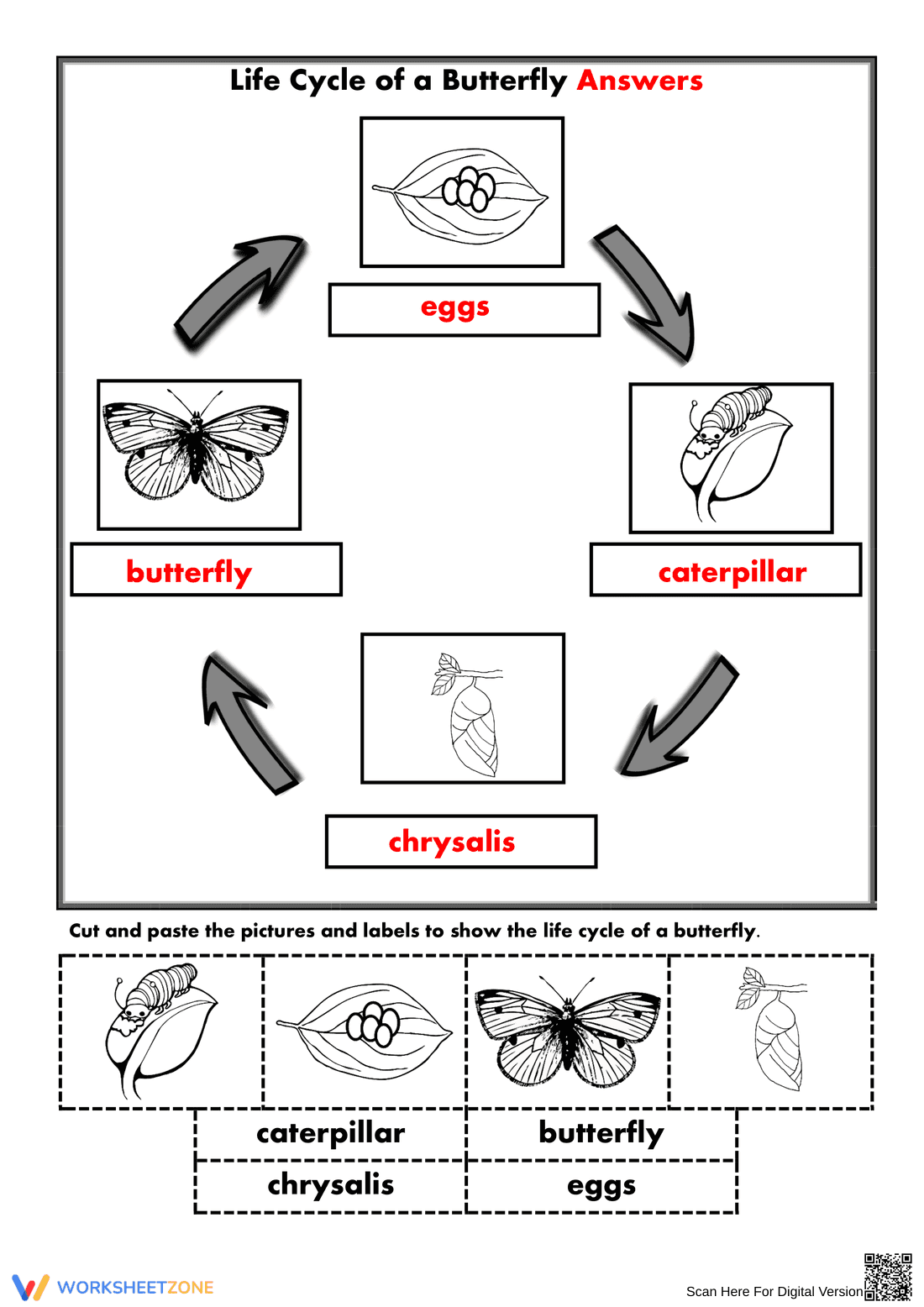 Butterfly Life Cycle Worksheet | Grade 3 Printable - Page 2