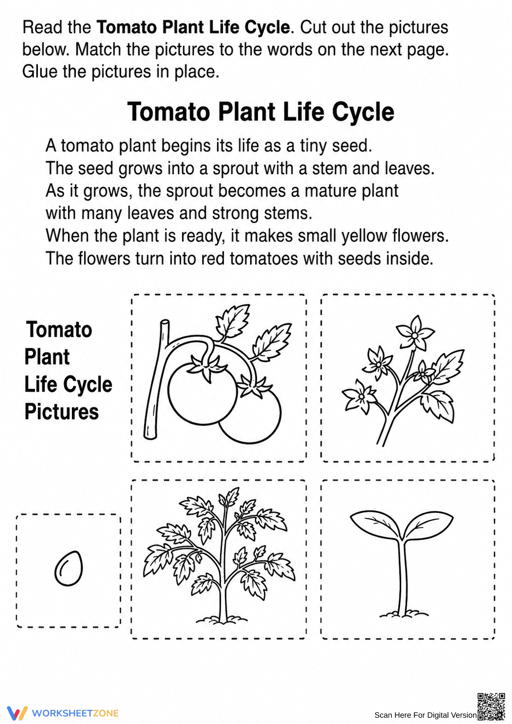 Tomato Plant Life Cycle Worksheet | Grade 3 Essential - Page 2