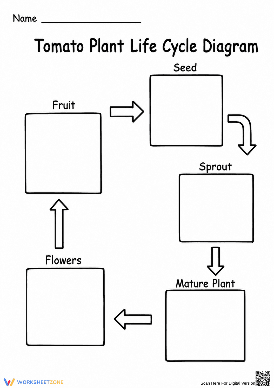 Tomato Plant Life Cycle Worksheet | Grade 3 Essential - Page 3